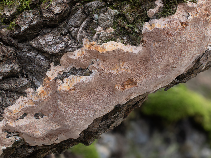 Pachykytospora tuberculosa